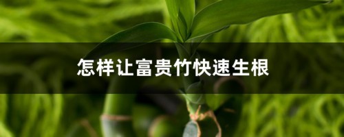 怎样让富贵竹快速生根