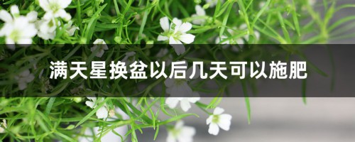 满天星换盆以后几天可以施肥，换盆后黄叶怎么办