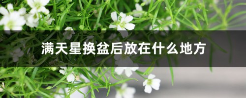 满天星换盆后放在什么地方，换盆后叶子干卷了怎么办