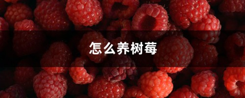 怎么养树莓