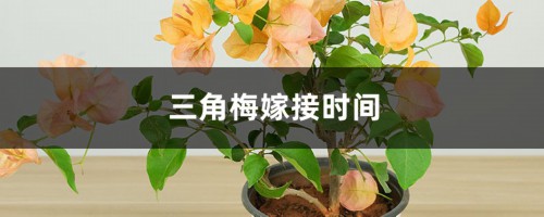 三角梅嫁接时间