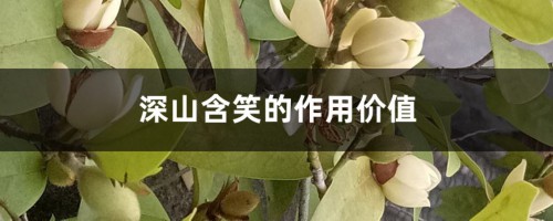 深山含笑的作用价值