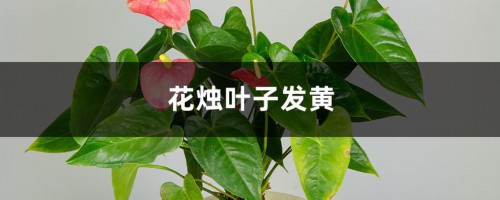 花烛黄叶的原因和处理办法