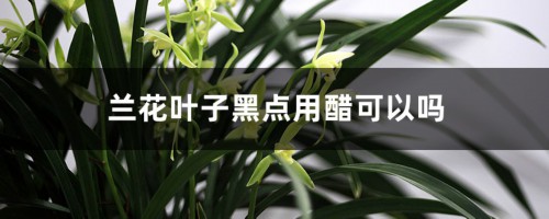 兰花叶子黑点用醋可以吗