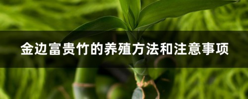 金边富贵竹的养殖方法和注意事项