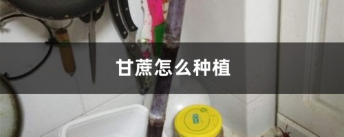 甘蔗怎么种植