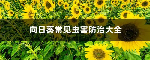 向日葵常见虫害防治大全