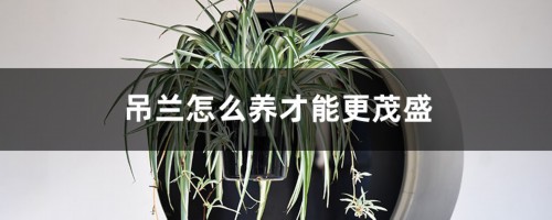 吊兰怎么养才能更茂盛