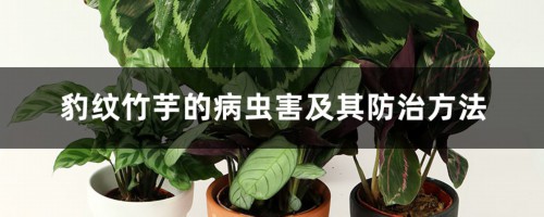 豹纹竹芋的病虫害及其防治