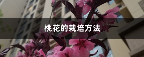 桃花的栽培方法